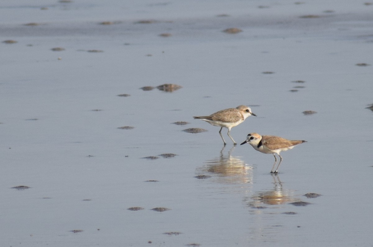 Kentish Plover - ML636872747
