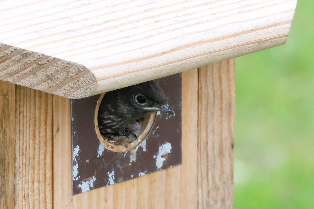 Eastern Bluebird - ML636872755