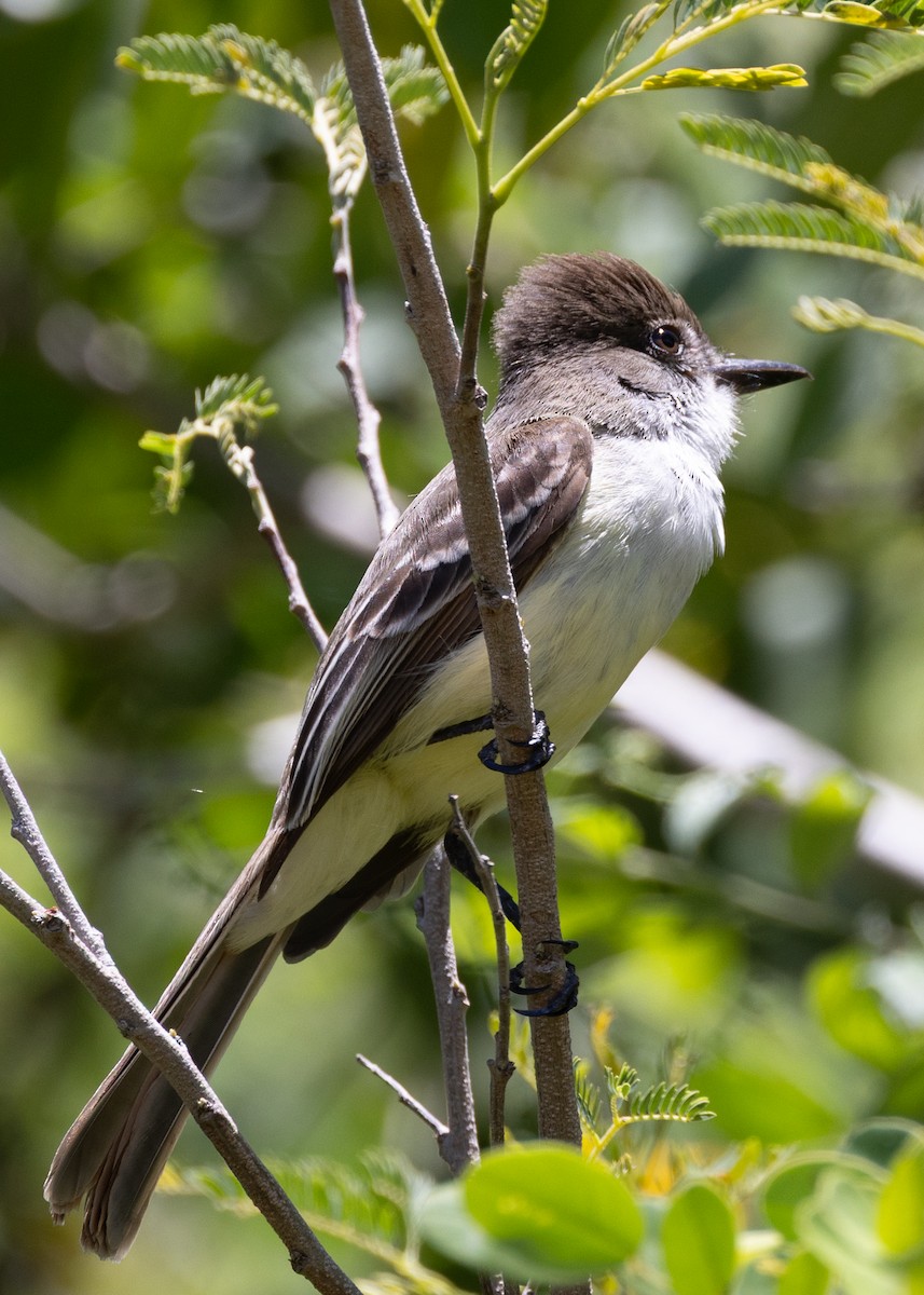 Stolid Flycatcher - ML636872787