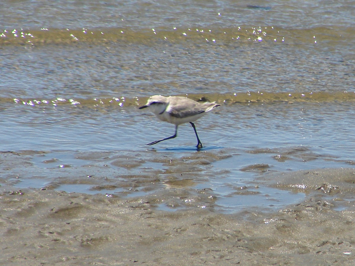Chestnut-banded Plover - ML636872799