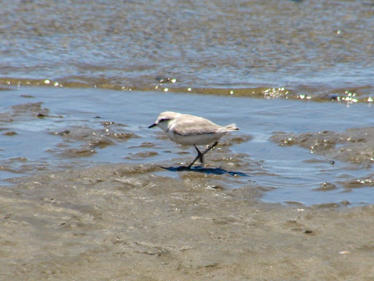 Chestnut-banded Plover - ML636872815