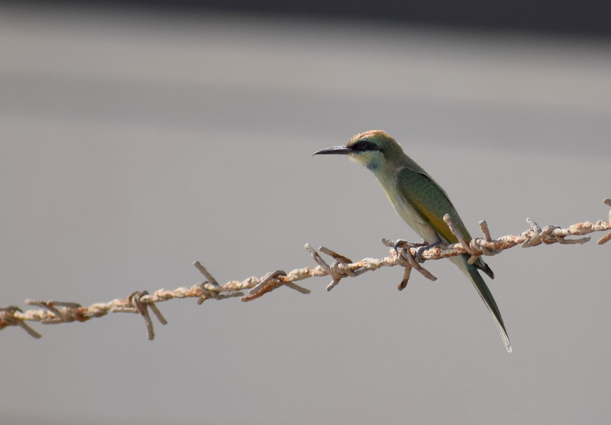 Arabian Green Bee-eater - ML636872842