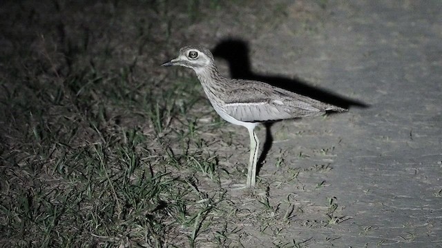 ミズベイシチドリ - ML636872848