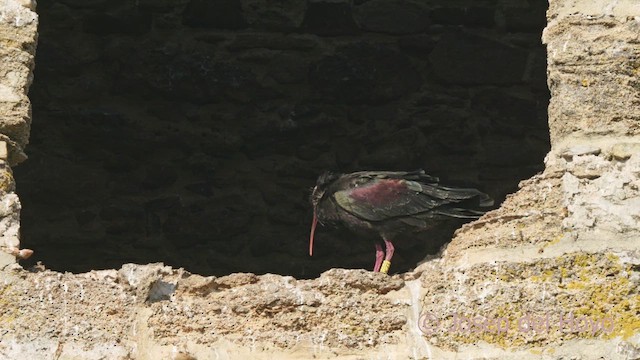Northern Bald Ibis - ML636872996