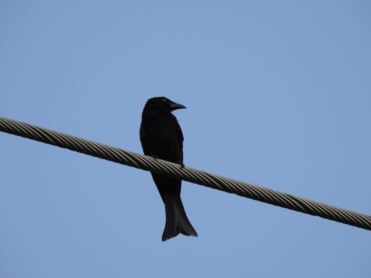 Spangled Drongo - ML636873014