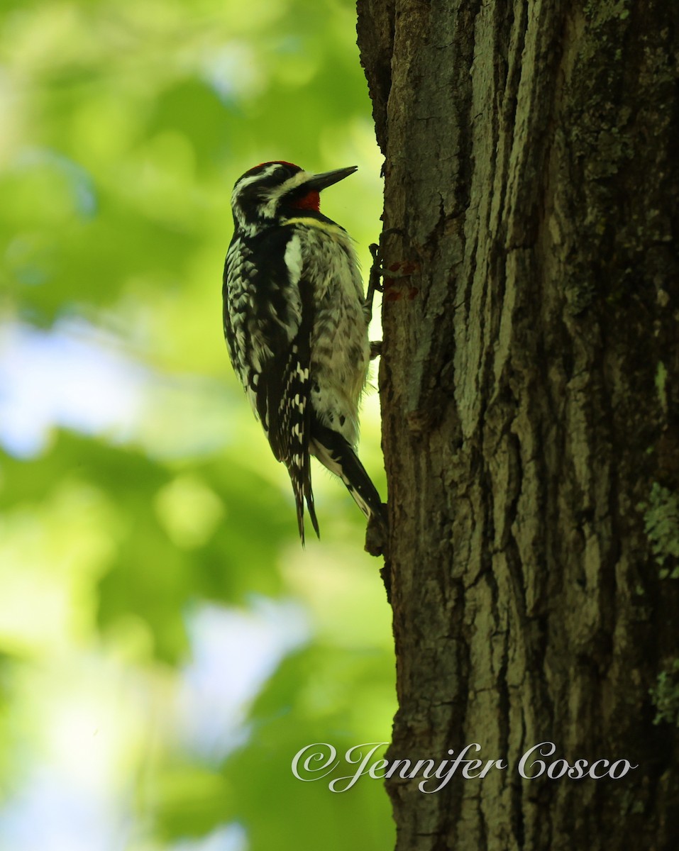 Yellow-bellied Sapsucker - ML636873022