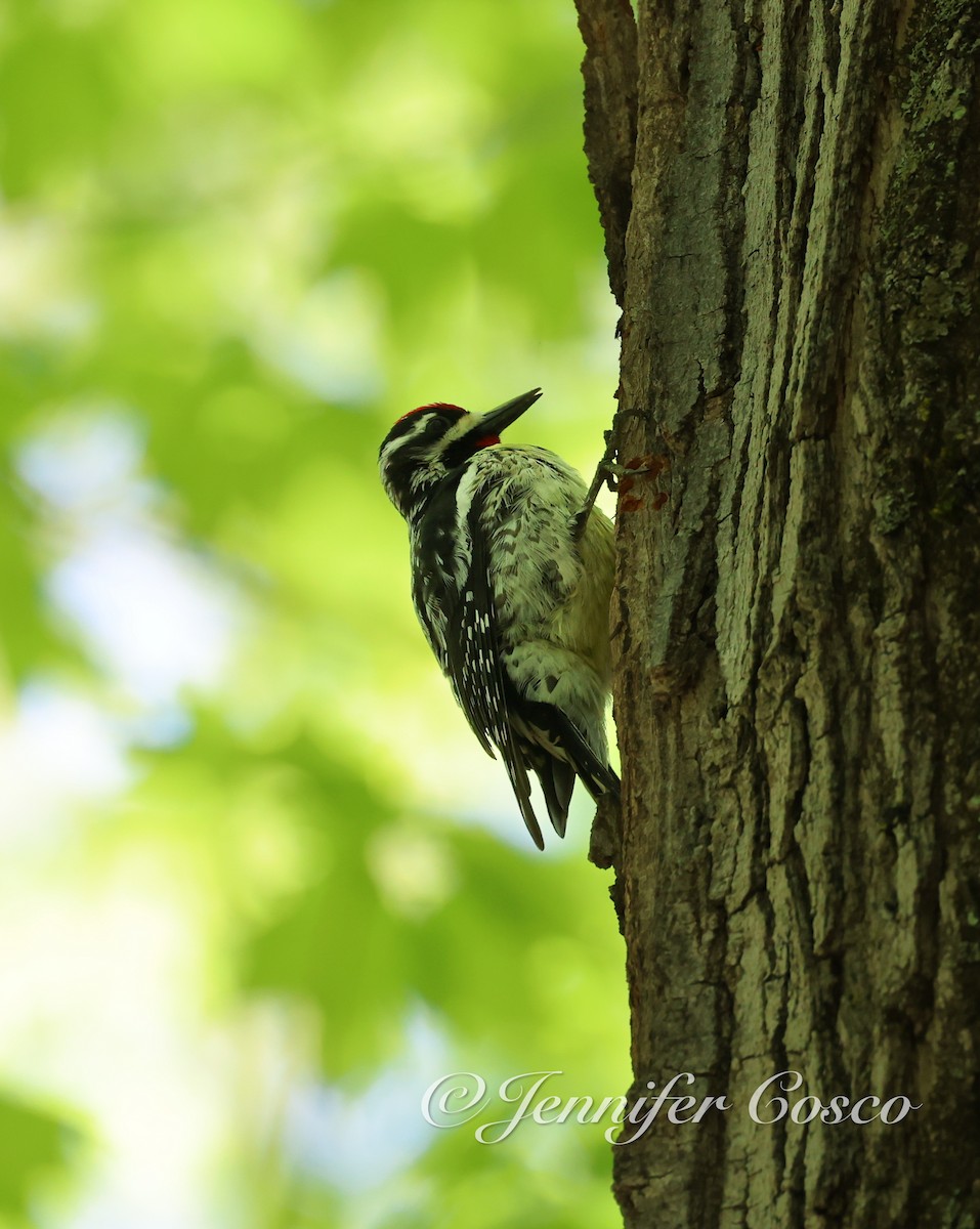 Yellow-bellied Sapsucker - ML636873023