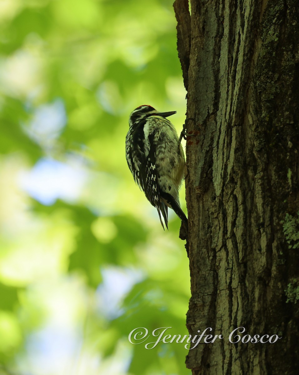 Yellow-bellied Sapsucker - ML636873024