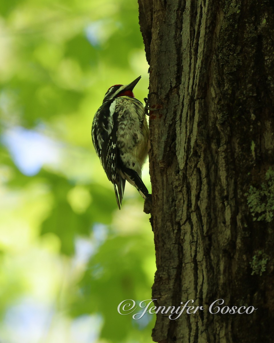 Yellow-bellied Sapsucker - ML636873025