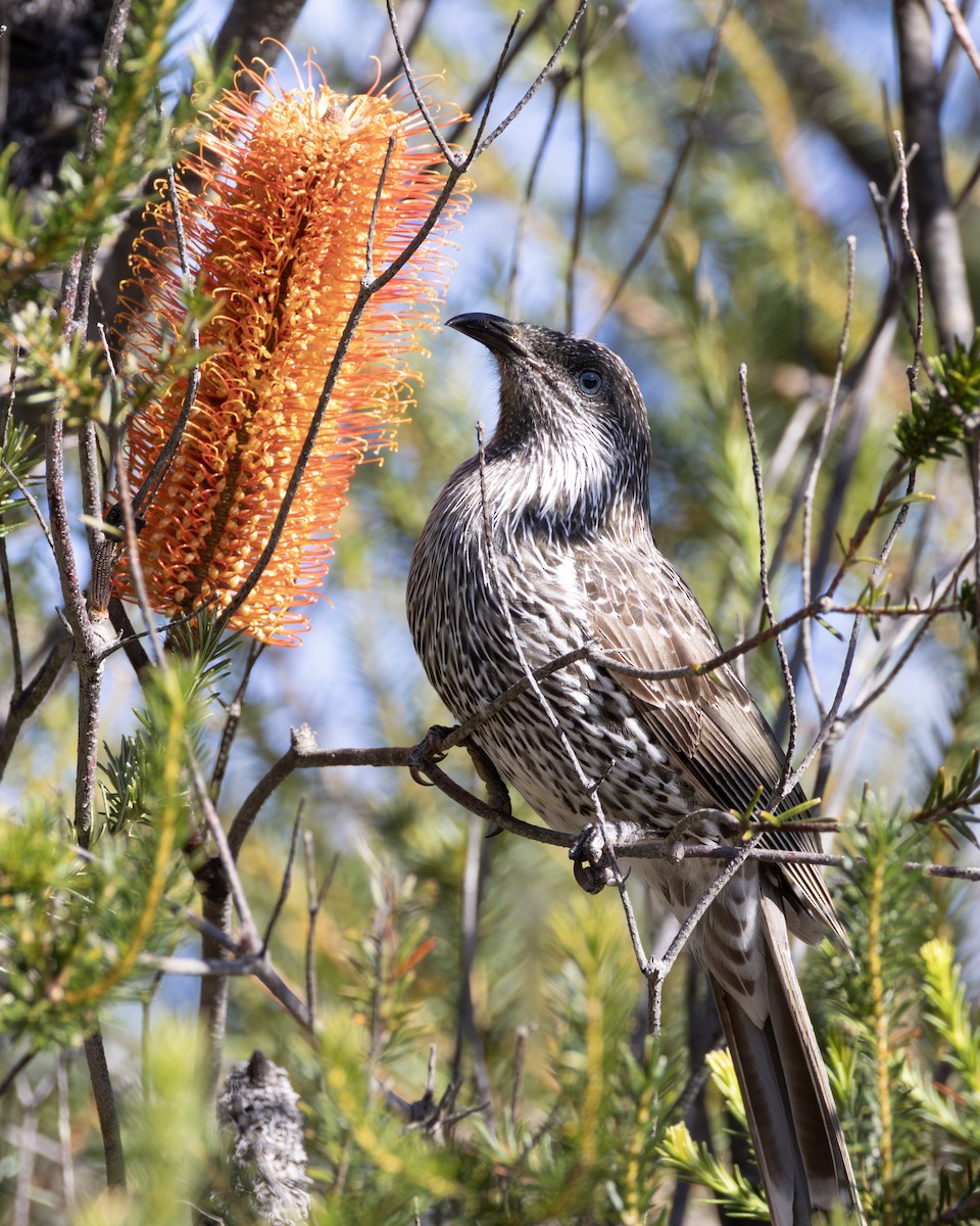 Little Wattlebird - ML636873026