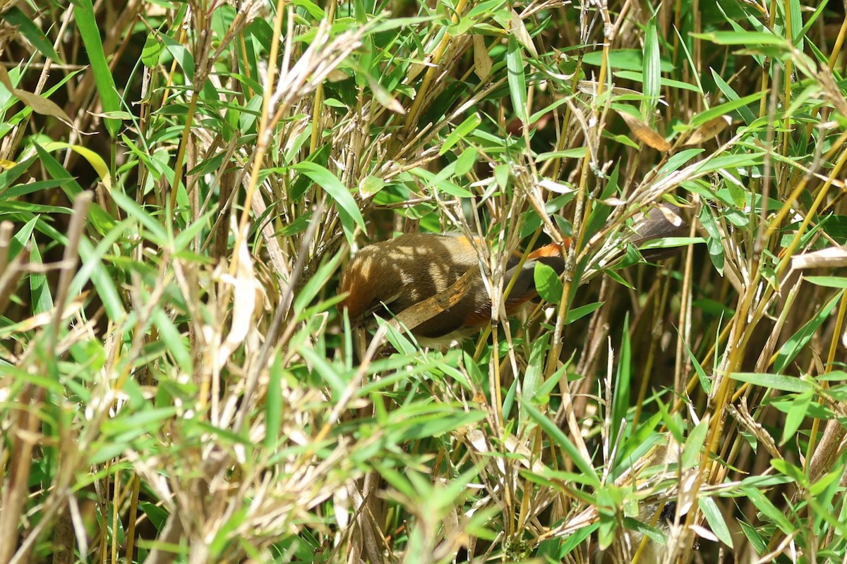 Golden Parrotbill - ML636873028
