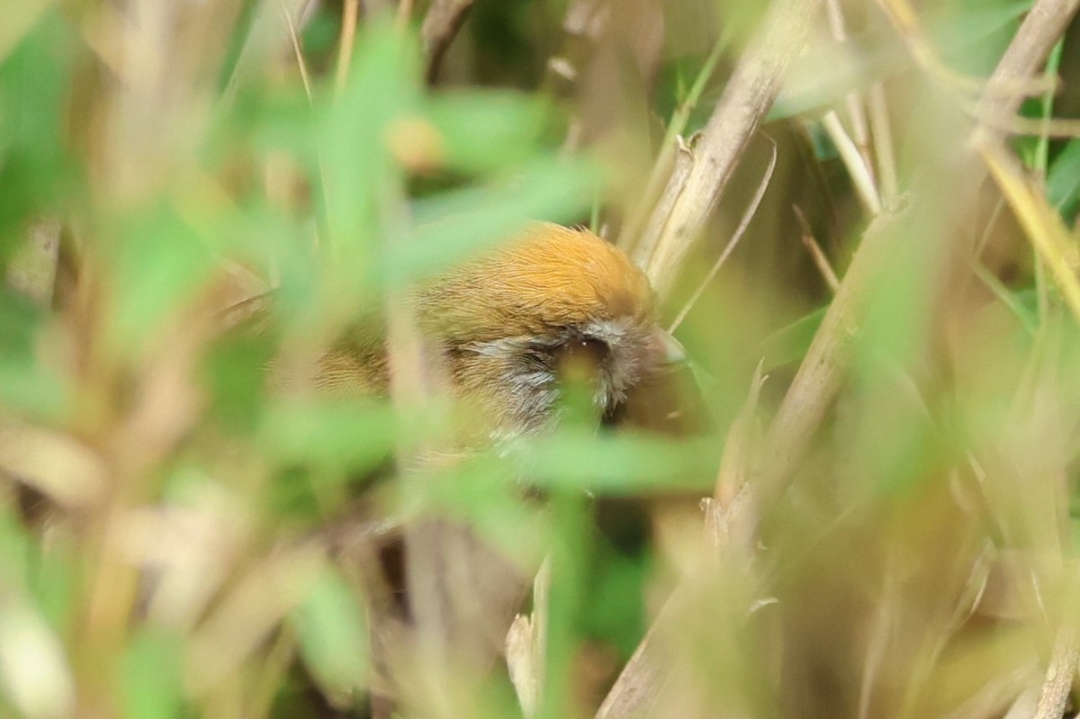 Golden Parrotbill - ML636873029