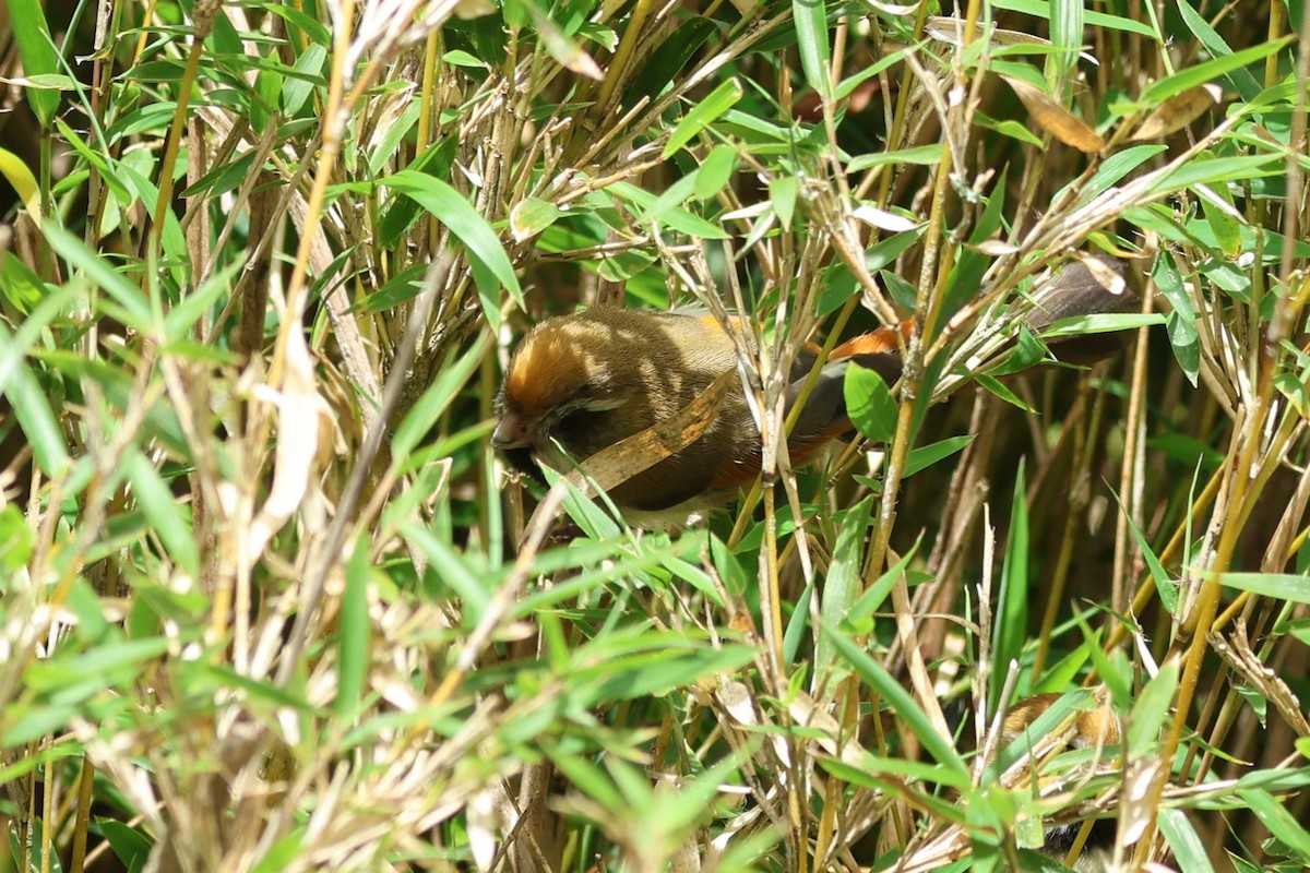 Golden Parrotbill - ML636873030