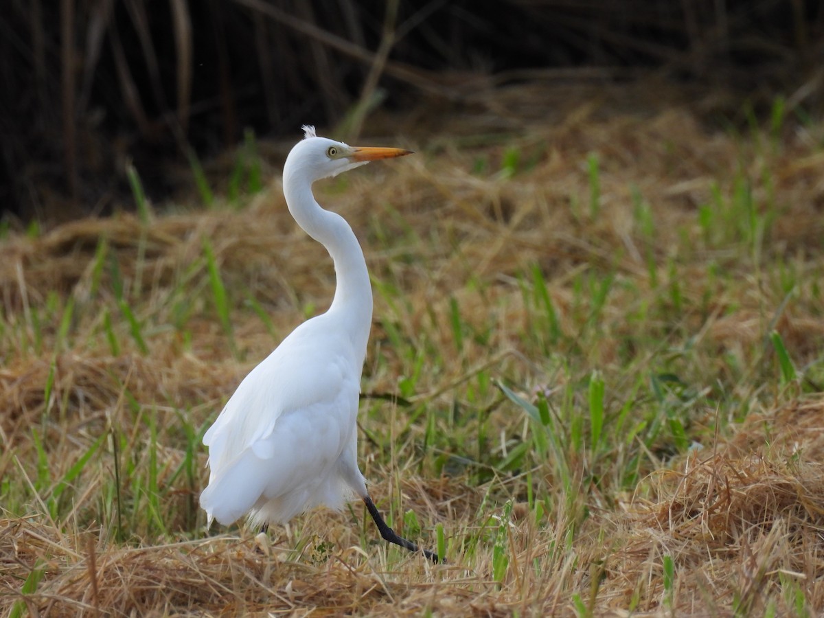 Plumed Egret - ML636873035