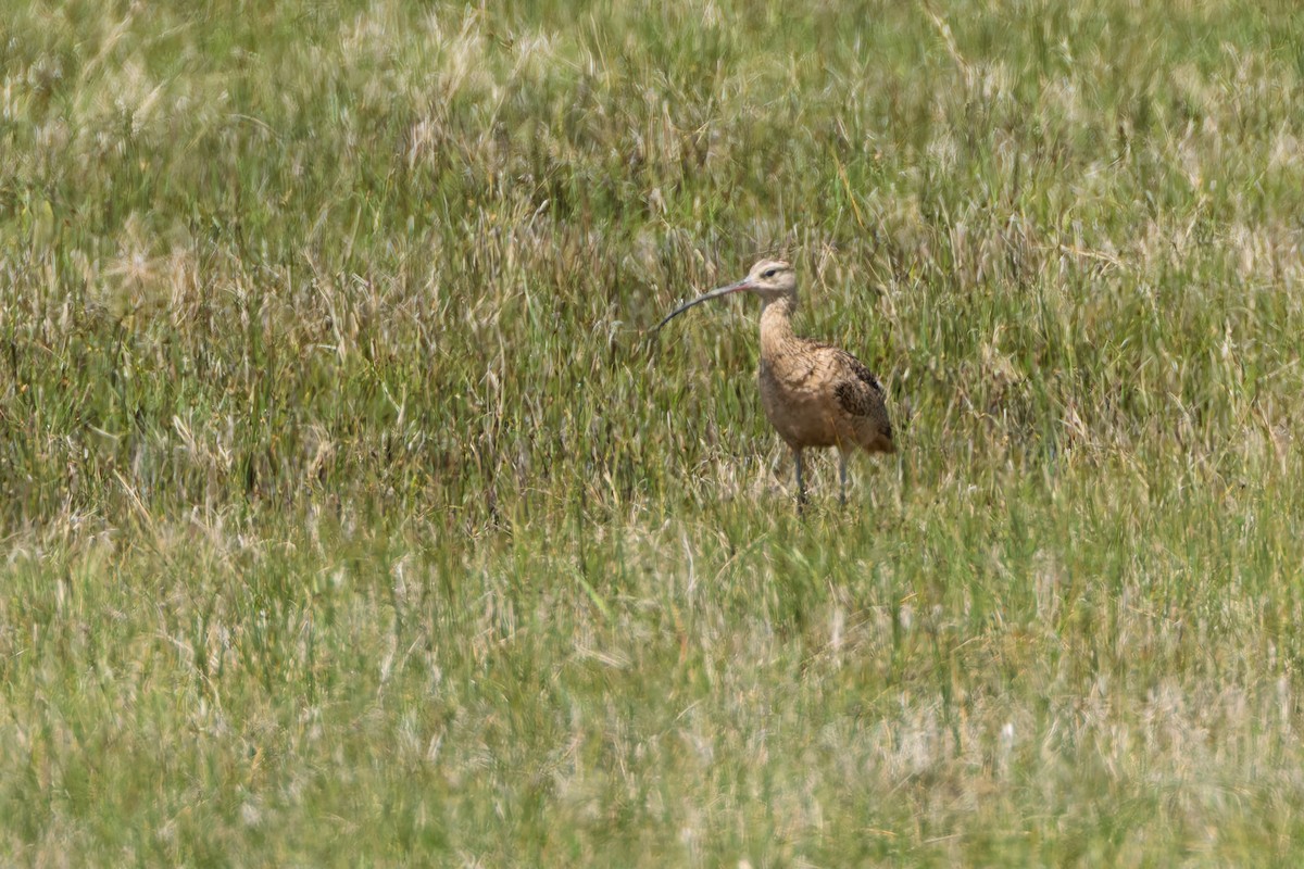 Long-billed Curlew - ML636873037