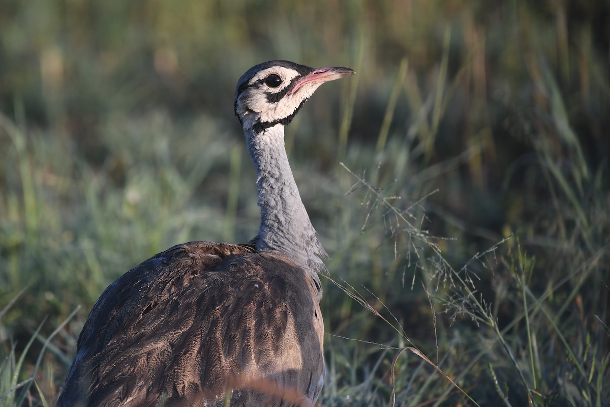 White-bellied Bustard - ML636873039