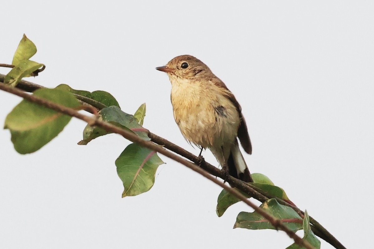 Red-breasted Flycatcher - ML636873041