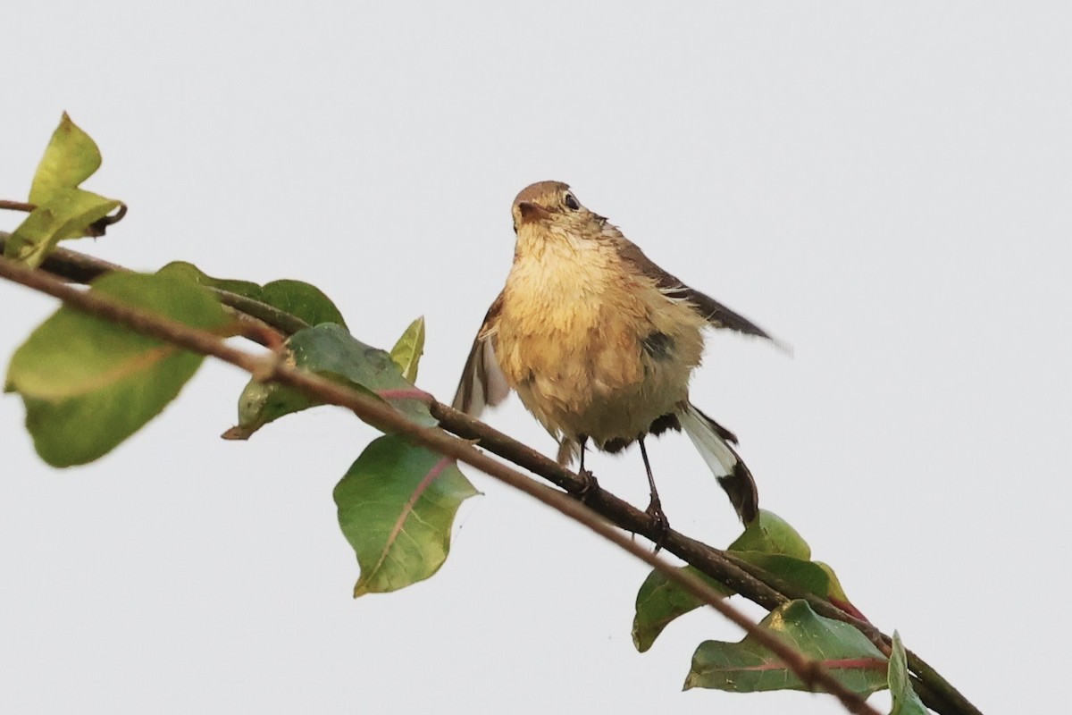 Red-breasted Flycatcher - ML636873042