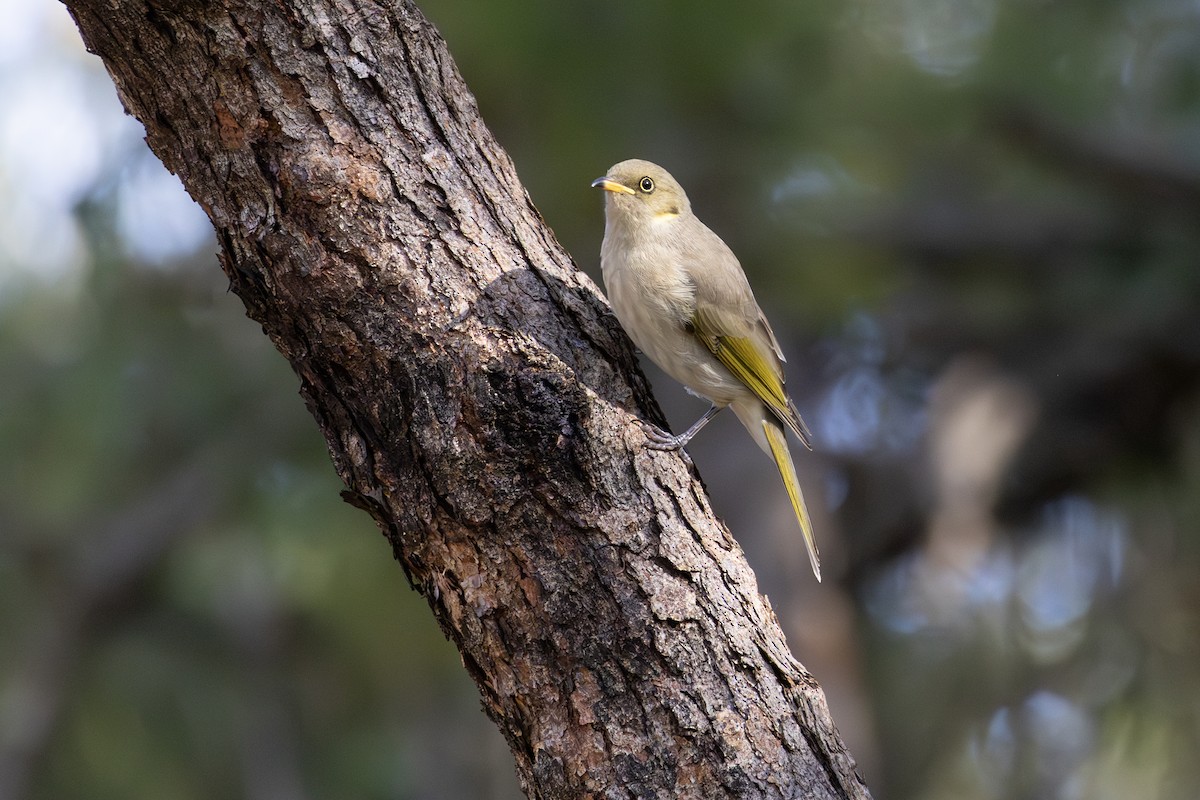 Fuscous Honeyeater - ML636873043