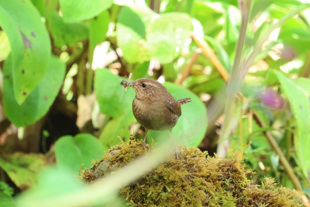 Eurasian Wren - ML636873044
