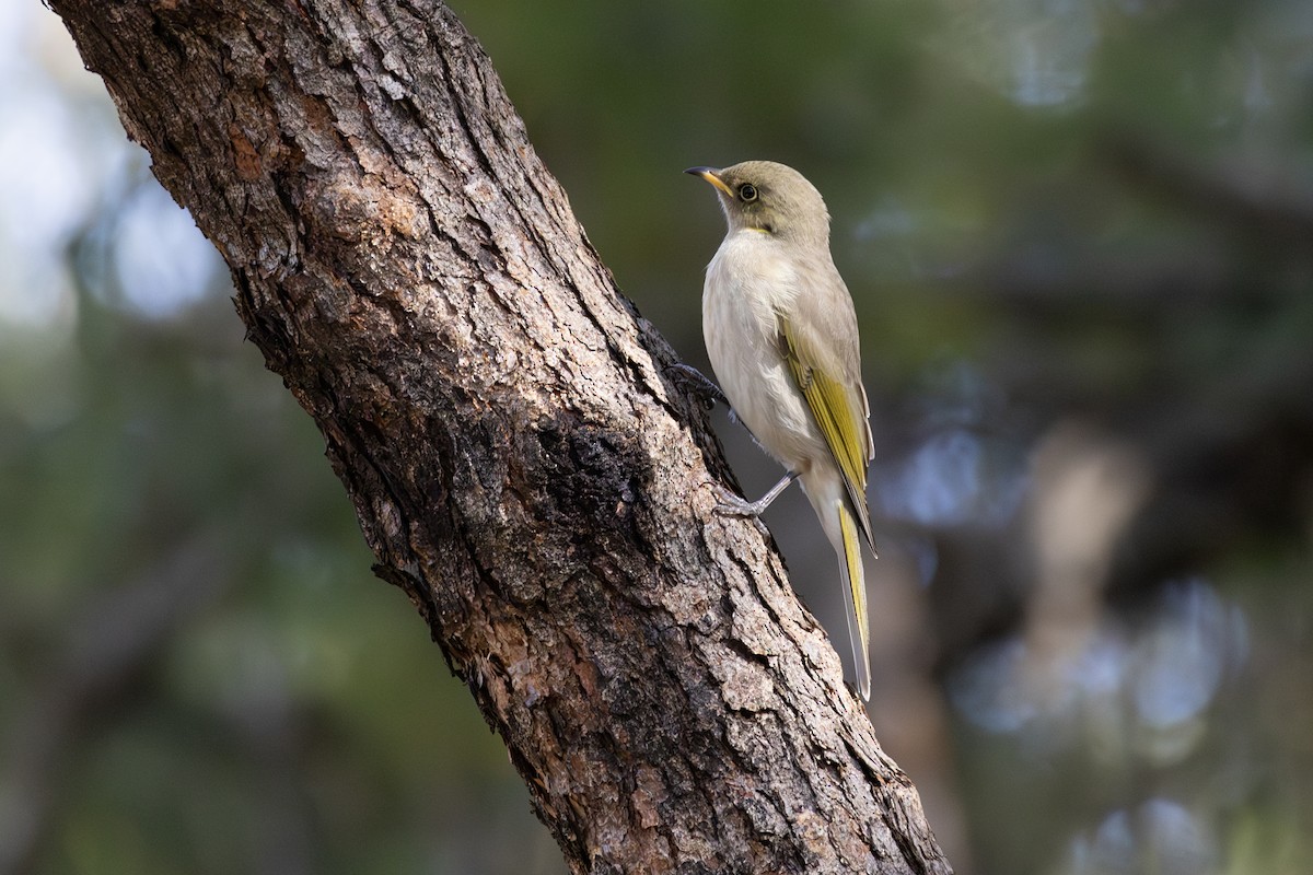 Fuscous Honeyeater - ML636873046