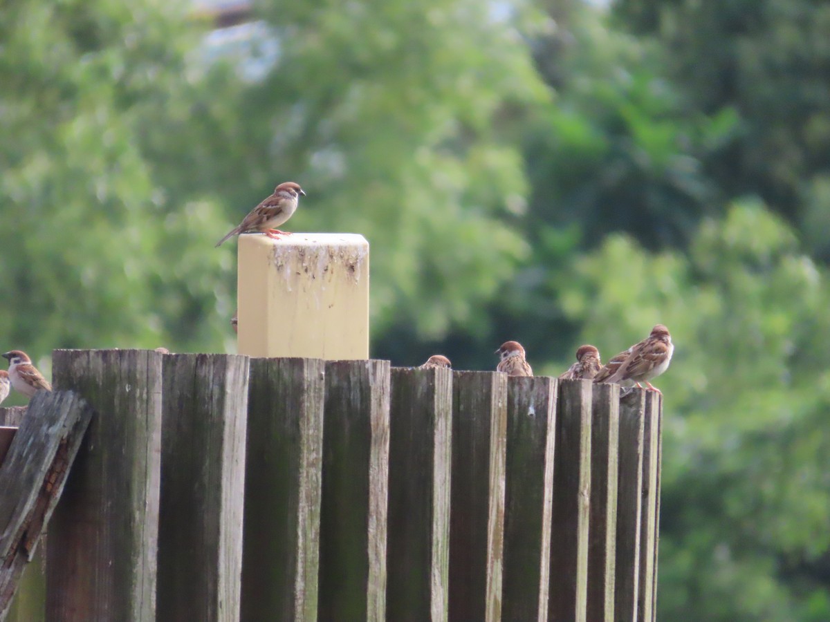 Eurasian Tree Sparrow - ML636873048