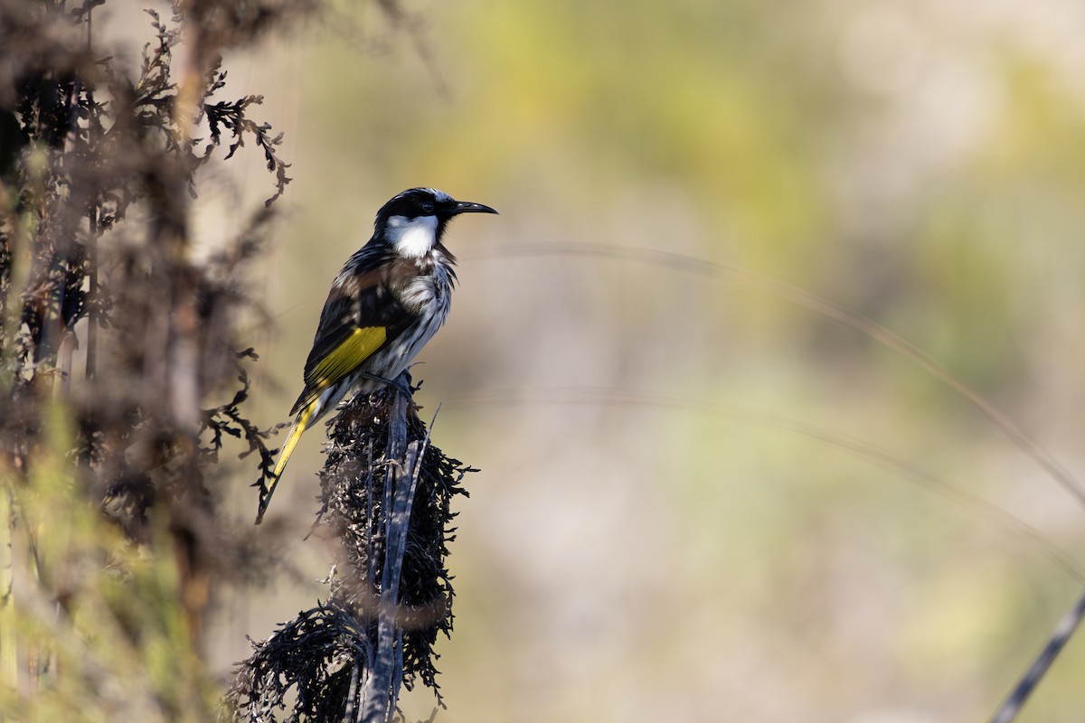 White-cheeked Honeyeater - ML636873052