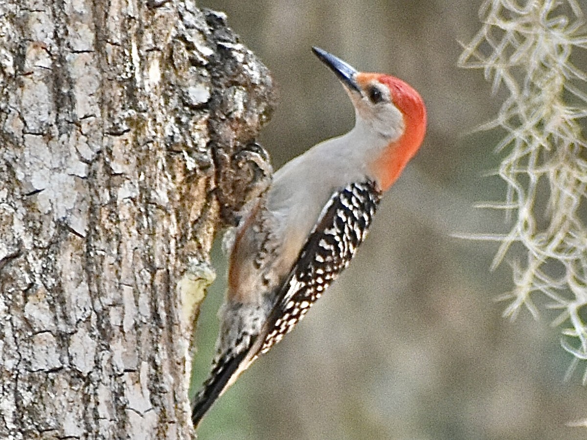 Red-bellied Woodpecker - ML636873056