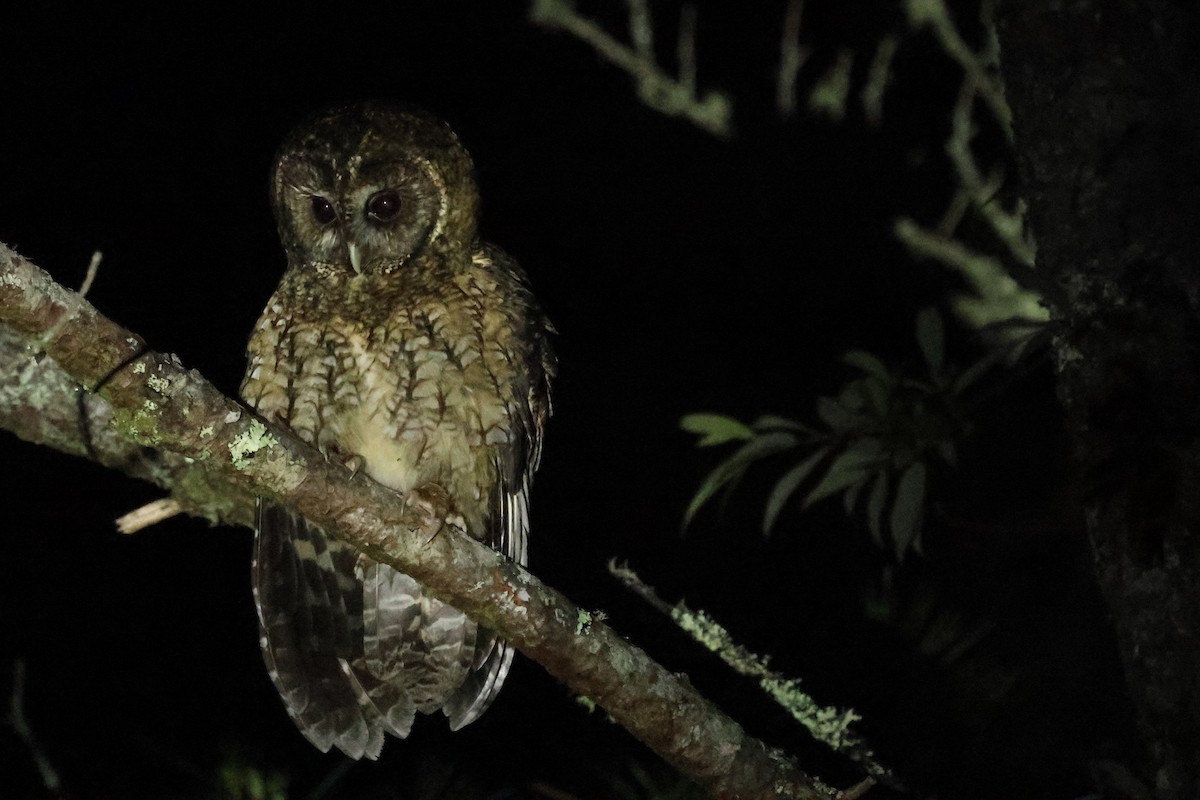 Himalayan Owl - ML636873083