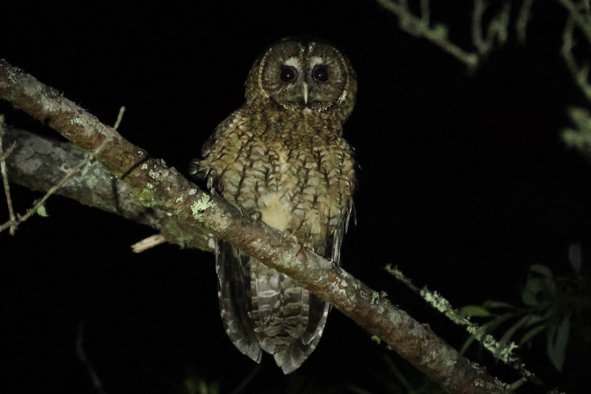 Himalayan Owl - ML636873084