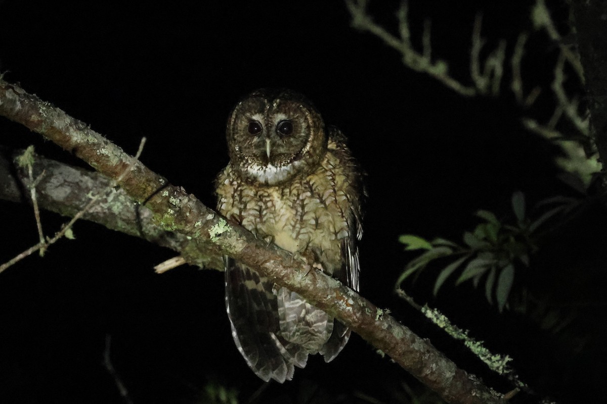 Himalayan Owl - ML636873085