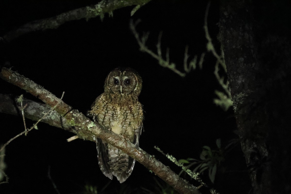 Himalayan Owl - ML636873087