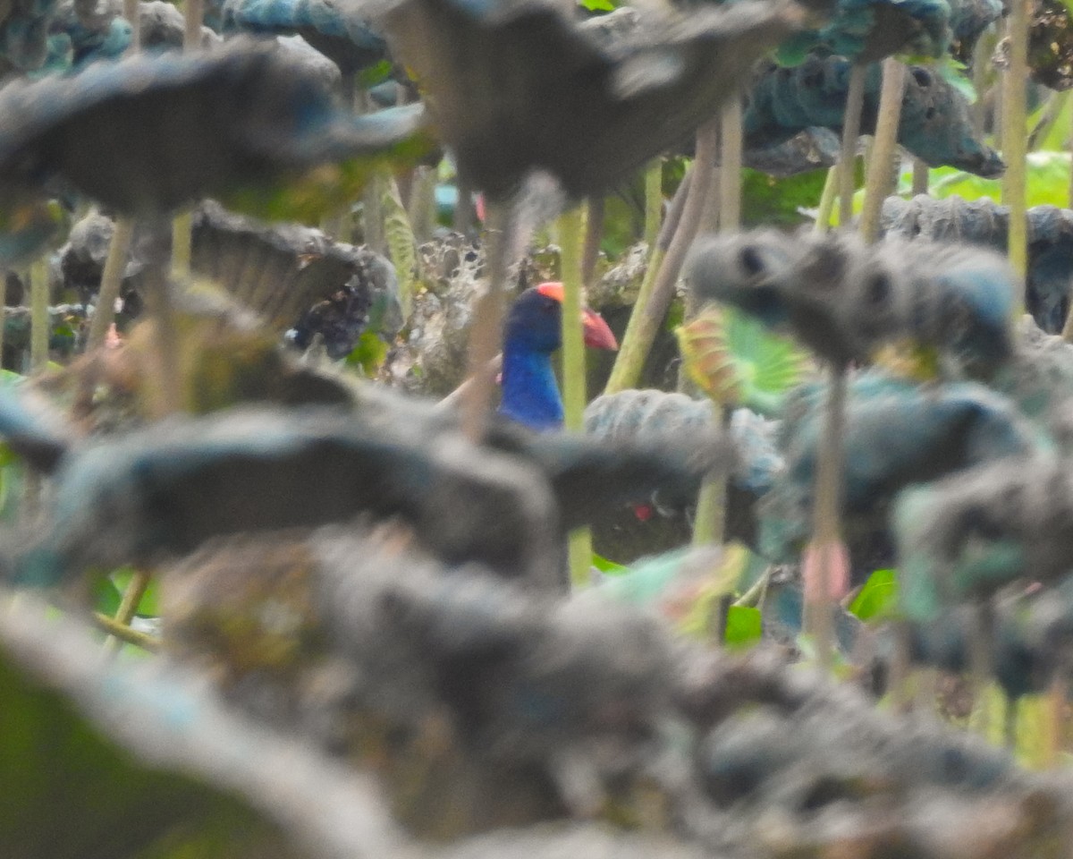 Black-backed Swamphen - ML636873101