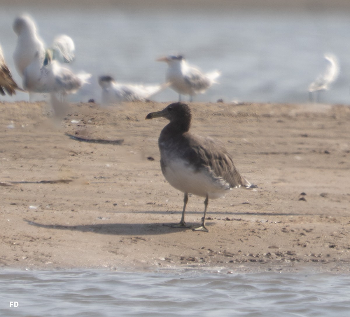 Sooty Gull - ML636873119