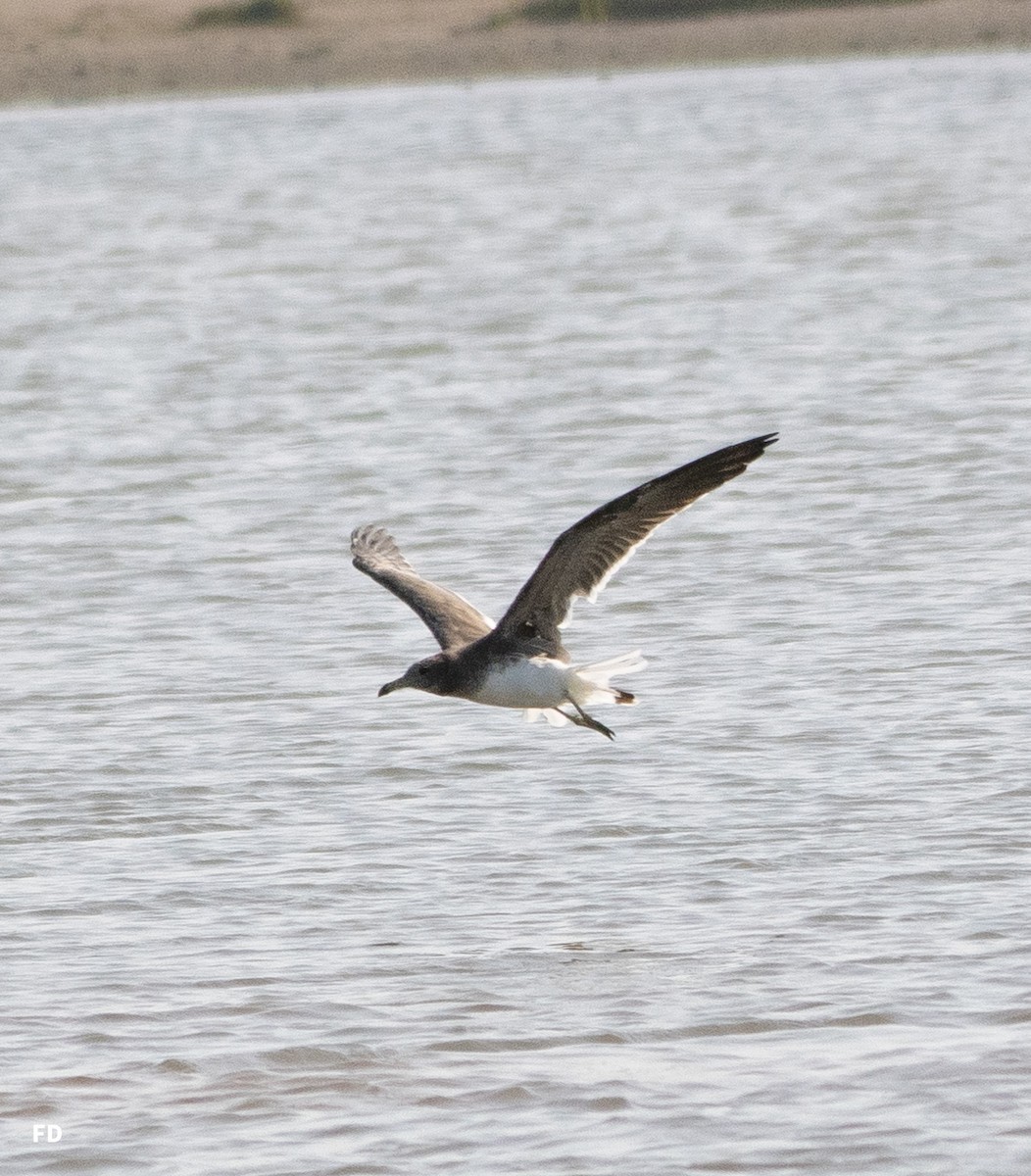Sooty Gull - ML636873120