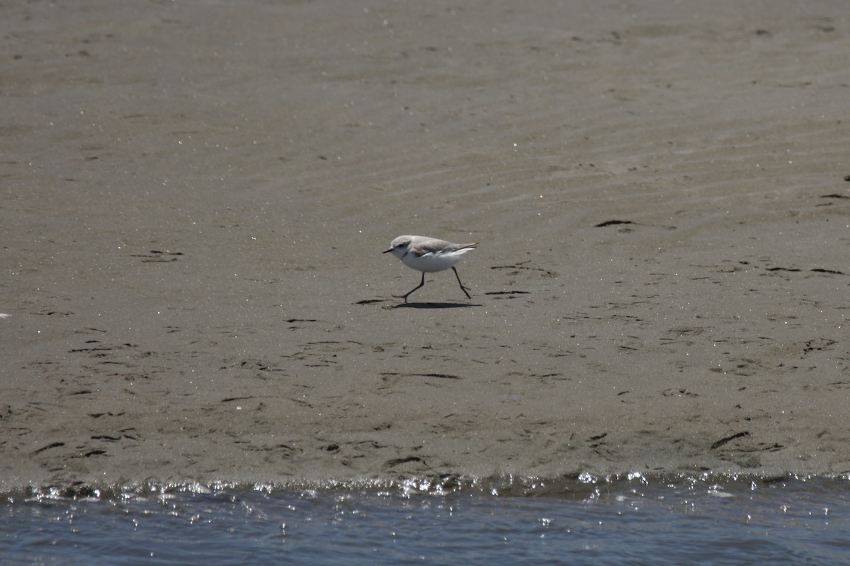 Chestnut-banded Plover - ML636873137