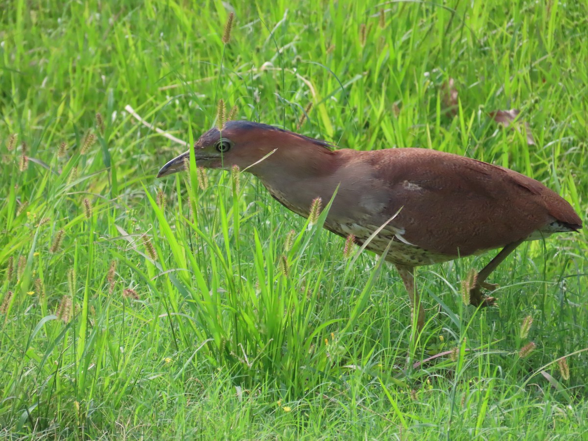 ズグロミゾゴイ - ML636873151