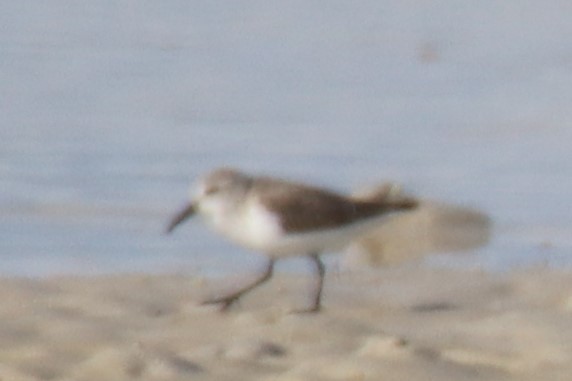Bergstrandläufer - ML636873167