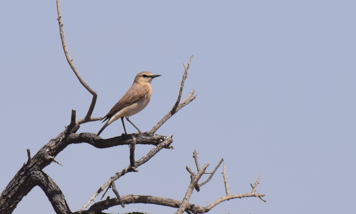 Isabelline Wheatear - ML636873171