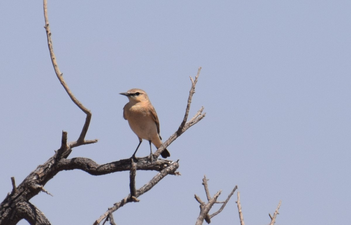 Isabelline Wheatear - ML636873172