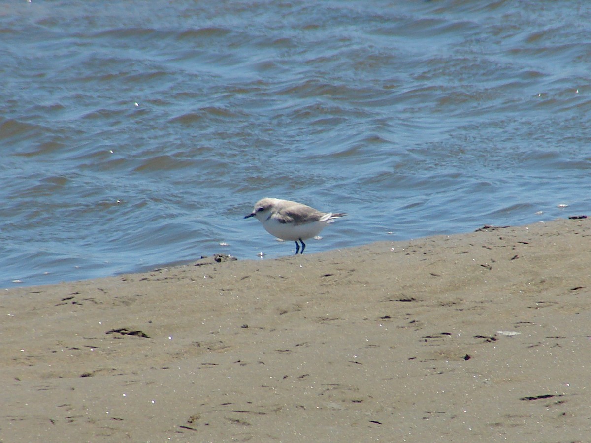 Chestnut-banded Plover - ML636873212