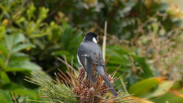 Ashy Minivet - ML636873260