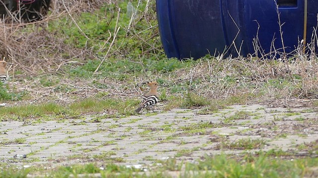 Eurasian Hoopoe - ML636873266