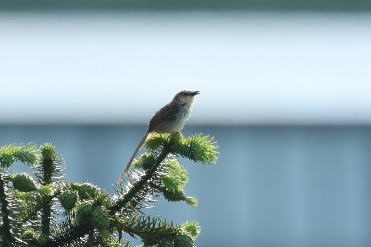Striped Prinia - ML636873269