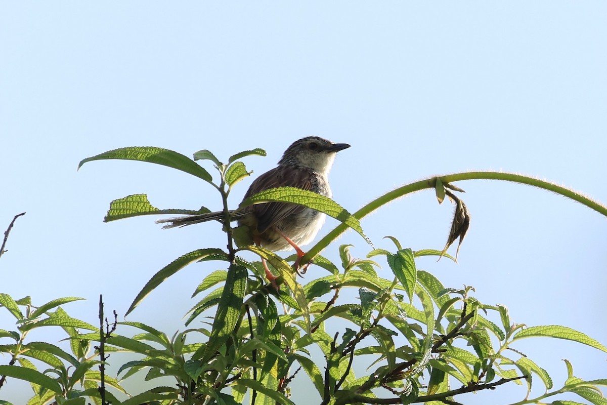 Striped Prinia - ML636873270