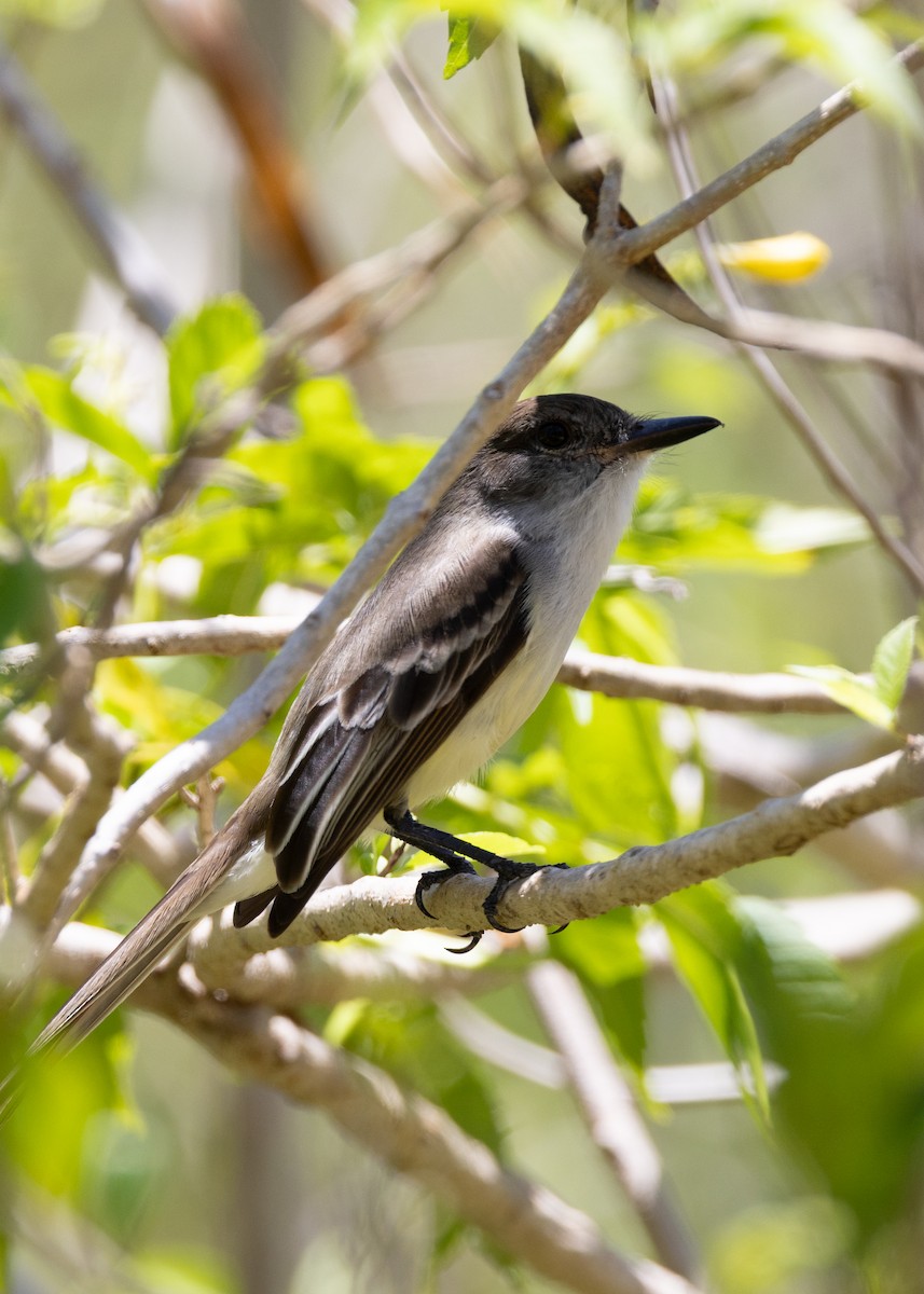 Stolid Flycatcher - ML636873276