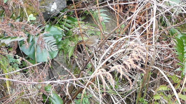 Manchurian Bush Warbler - ML636873293