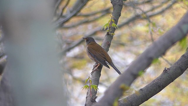 シロハラ - ML636873303