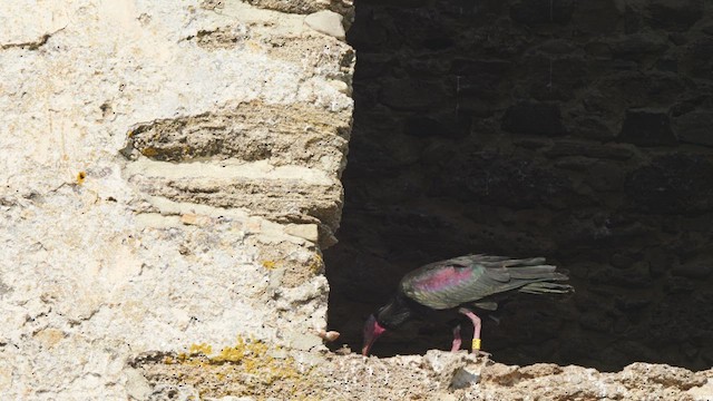Northern Bald Ibis - ML636873325
