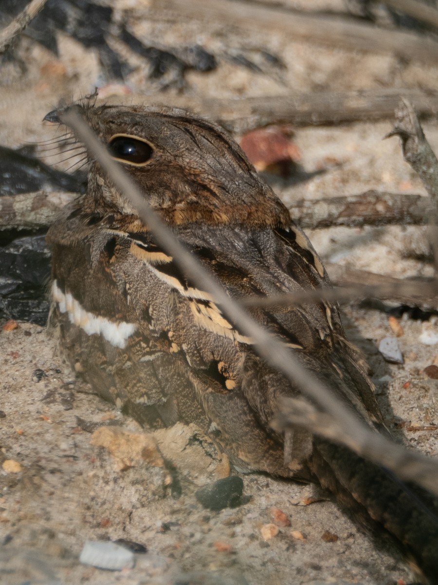 Long-tailed Nightjar - ML636873339
